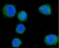 Anti-CD55 Antibody Picoband™ (monoclonal, 5B9E1)
