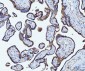 Anti-CD55 Antibody Picoband™ (monoclonal, 5B9E1)