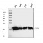 Anti-PC4/SUB1 Antibody Picoband™ (monoclonal, 2D13E3)
