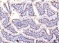 Anti-PC4/SUB1 Antibody Picoband™ (monoclonal, 6B5B10)