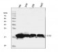 Anti-PC4/SUB1 Antibody Picoband™ (monoclonal, 6B5B10)