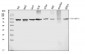 Anti-Prothrombin Antibody Picoband™ (monoclonal, 5B6G1)