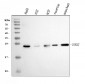 Anti-SOD2 Antibody Picoband™ (monoclonal, 2B12B1)