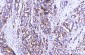 Anti-Poliovirus Receptor/PVR Antibody Picoband™ (monoclonal, 9B9F1)