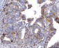 Anti-Poliovirus Receptor/PVR Antibody Picoband™ (monoclonal, 9B9F1)