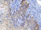 Anti-Poliovirus Receptor/PVR Antibody Picoband™ (monoclonal, 9B9F1)