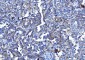 Anti-Poliovirus Receptor/PVR Antibody Picoband™ (monoclonal, 9B9F1)