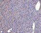 Anti-Poliovirus Receptor/PVR Antibody Picoband™ (monoclonal, 9B9F1)