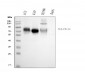 Anti-Poliovirus Receptor/PVR Antibody Picoband™ (monoclonal, 9B9F1)