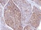 Anti-Poliovirus Receptor/PVR Antibody Picoband™ (monoclonal, 5I13D1)