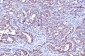 Anti-Poliovirus Receptor/PVR Antibody Picoband™ (monoclonal, 5I13D1)