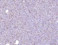 Anti-Poliovirus Receptor/PVR Antibody Picoband™ (monoclonal, 5I13D1)