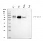 Anti-Poliovirus Receptor/PVR Antibody Picoband™ (monoclonal, 5I13D1)