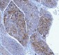 Anti-Poliovirus Receptor/PVR Antibody Picoband™ (monoclonal, 3B11E9)