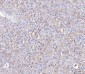 Anti-Poliovirus Receptor/PVR Antibody Picoband™ (monoclonal, 3B11E9)