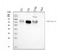 Anti-Poliovirus Receptor/PVR Antibody Picoband™ (monoclonal, 3B11E9)