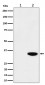 Anti-Phospho-Nucleophosmin (T199) Rabbit Monoclonal Antibody