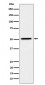Anti-HNF-4-alpha Rabbit Monoclonal Antibody