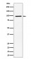 Anti-RSK2 / RPS6KA3 Rabbit Monoclonal Antibody