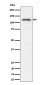 Anti-Semaphorin 4D / CD100 Rabbit Monoclonal Antibody