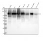 Anti-CD44 Rabbit Monoclonal Antibody