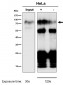 Anti-CD44 Rabbit Monoclonal Antibody