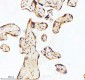 Anti-GCLM Rabbit Monoclonal Antibody