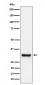 Anti-Adiponectin Rabbit Monoclonal Antibody