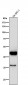 Anti-Cytokeratin 19 Rabbit Monoclonal Antibody