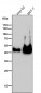 Anti-Cytokeratin 19 Rabbit Monoclonal Antibody