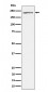 Anti-MAP3K4 Rabbit Monoclonal Antibody