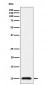 Anti-UBA52 Rabbit Monoclonal Antibody