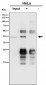 Anti-SLP2 Rabbit Monoclonal Antibody