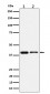 Anti-SLP2 Rabbit Monoclonal Antibody