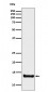 Anti-Cystatin B Rabbit Monoclonal Antibody