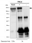 Anti-MCM2 Rabbit Monoclonal Antibody