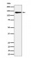 Anti-MCM2 Rabbit Monoclonal Antibody