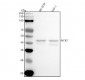 Anti-Nck2 Rabbit Monoclonal Antibody