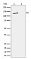 Anti-Phospho-MCM2 (S27) Rabbit Monoclonal Antibody