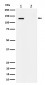 Anti-Phospho-MCM2 (S41) Rabbit Monoclonal Antibody