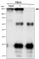 Anti-Phospho-MCM2 (S108) Rabbit Monoclonal Antibody