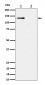 Anti-Phospho-MCM2 (S108) Rabbit Monoclonal Antibody