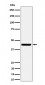 Anti-Nodal Rabbit Monoclonal Antibody