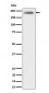 Anti-DENN Rabbit Monoclonal Antibody