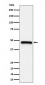 Anti-ING1 Rabbit Monoclonal Antibody