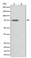 Anti-Phospho-eIF4B (S406) Rabbit Monoclonal Antibody