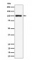 Anti-Nucleolin Rabbit Monoclonal Antibody