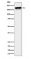 Anti-CLIP170 Rabbit Monoclonal Antibody