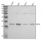 Anti-RBM3 Rabbit Monoclonal Antibody