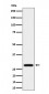 Anti-PEF1 Rabbit Monoclonal Antibody